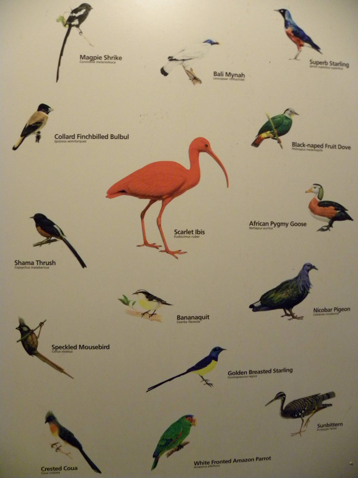 Tropic Zone: The Rainforest