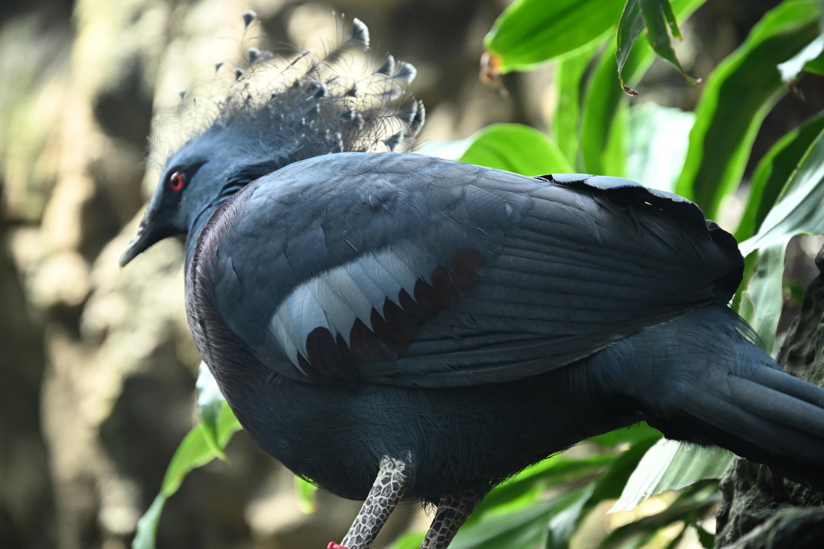 Tropic Zone - Victoria Crowned-Pigeon (Goura victoria)