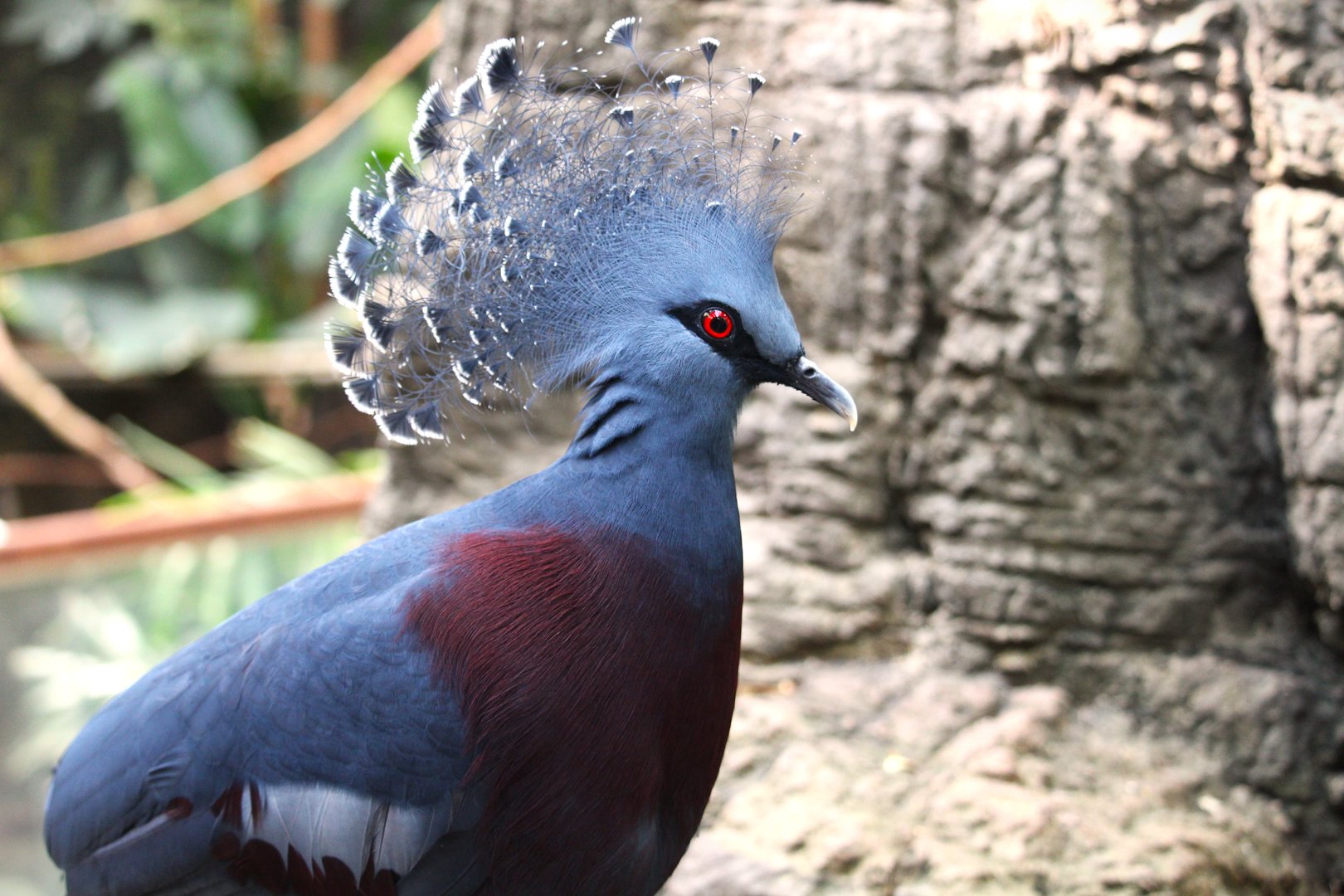 Tropic Zone - Victoria Crowned-Pigeon