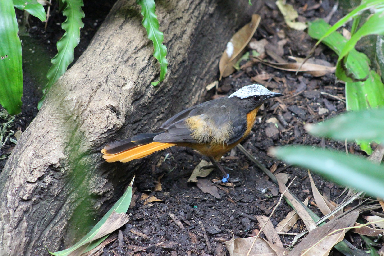 Tropic Zone - White-crowned Robin-chat (?)