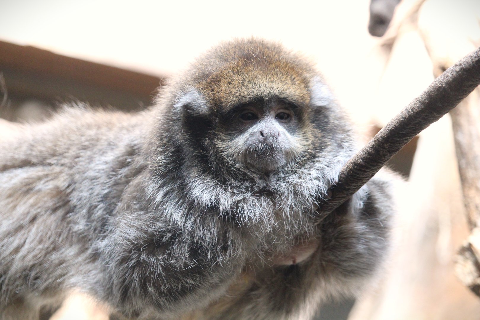 Tropic Zone - White-eared Titi