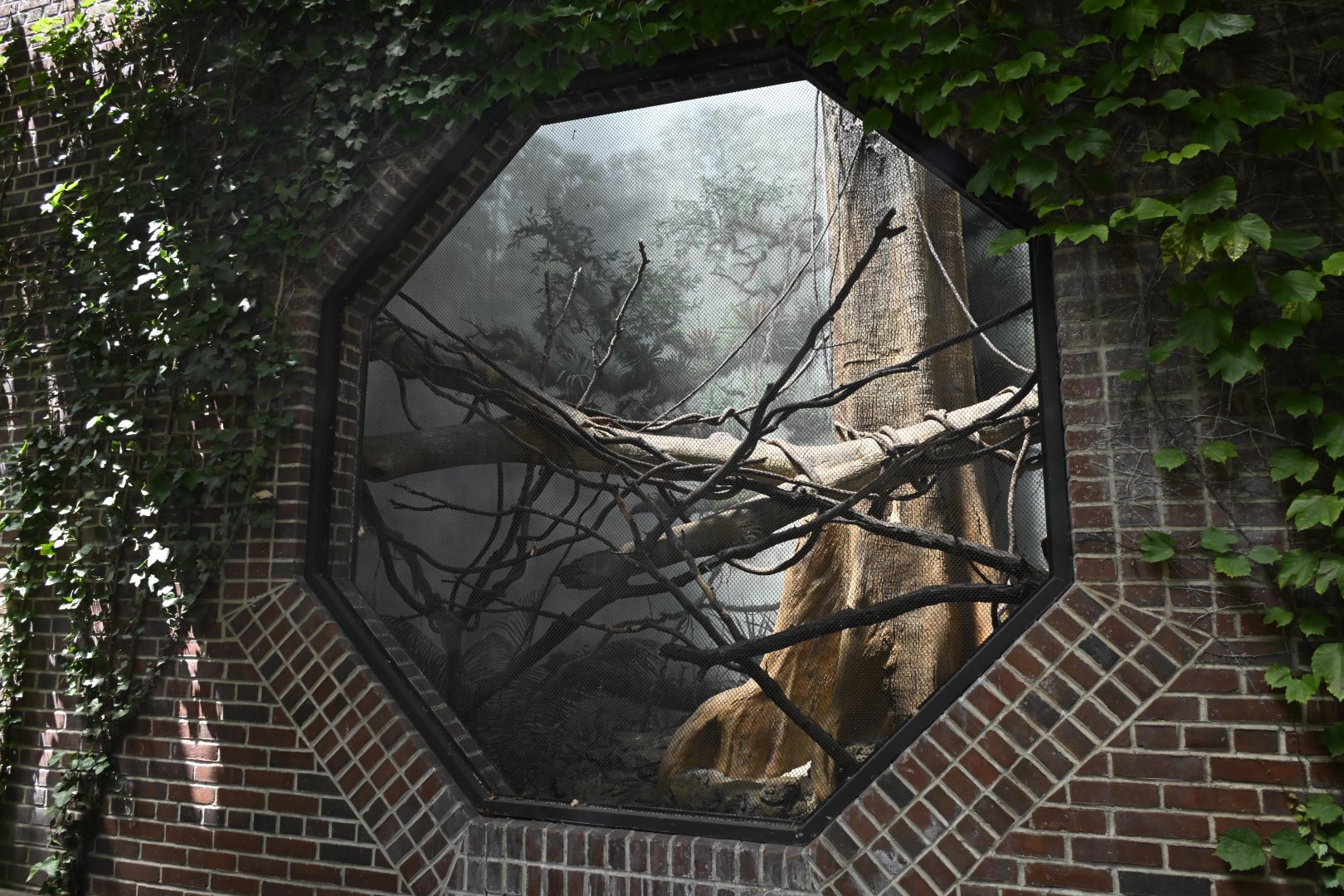 Tropic Zone - White-faced Saki (Pithecia pithecia) Exhibit