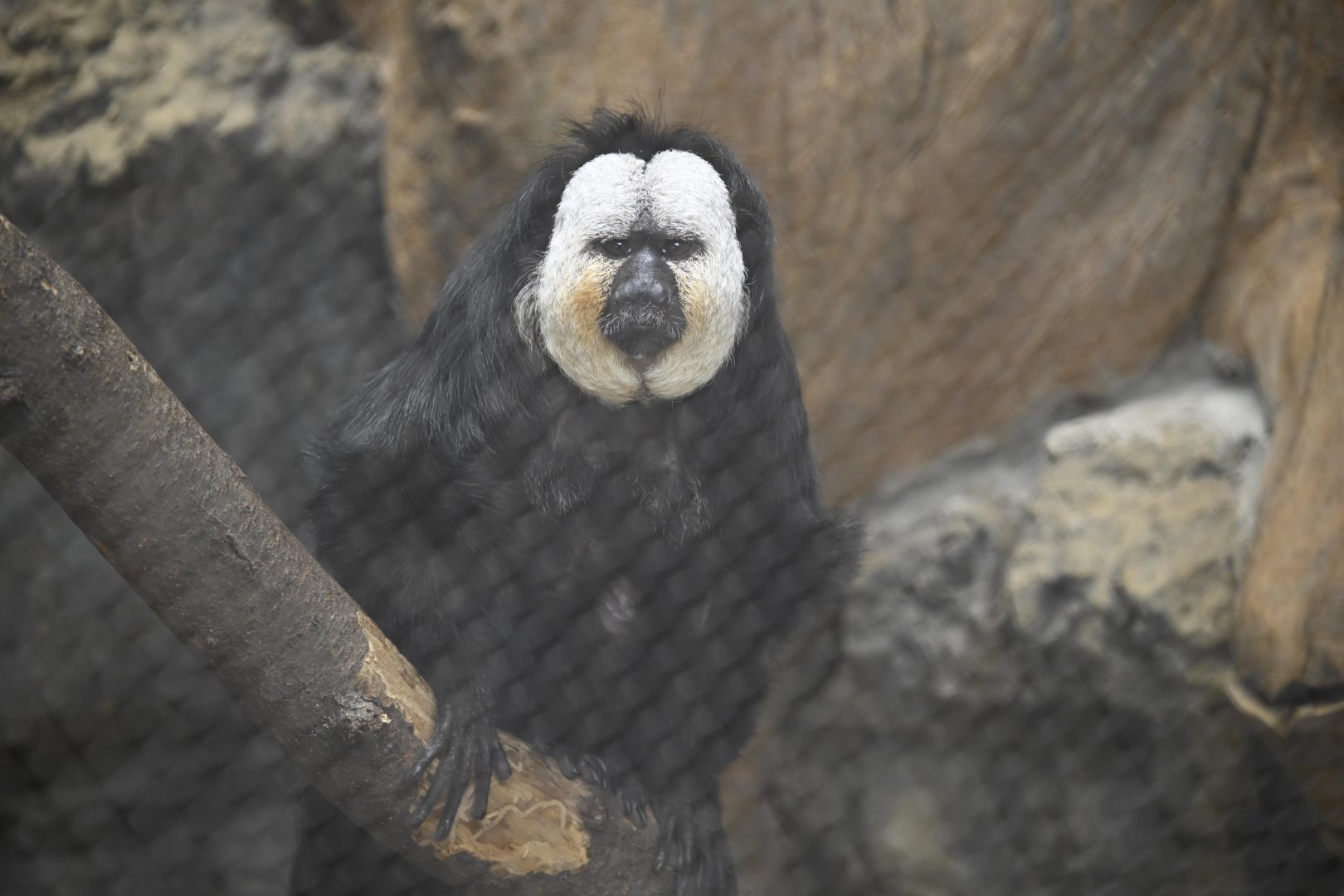 Tropic Zone - White-faced Saki (Pithecia pithecia)