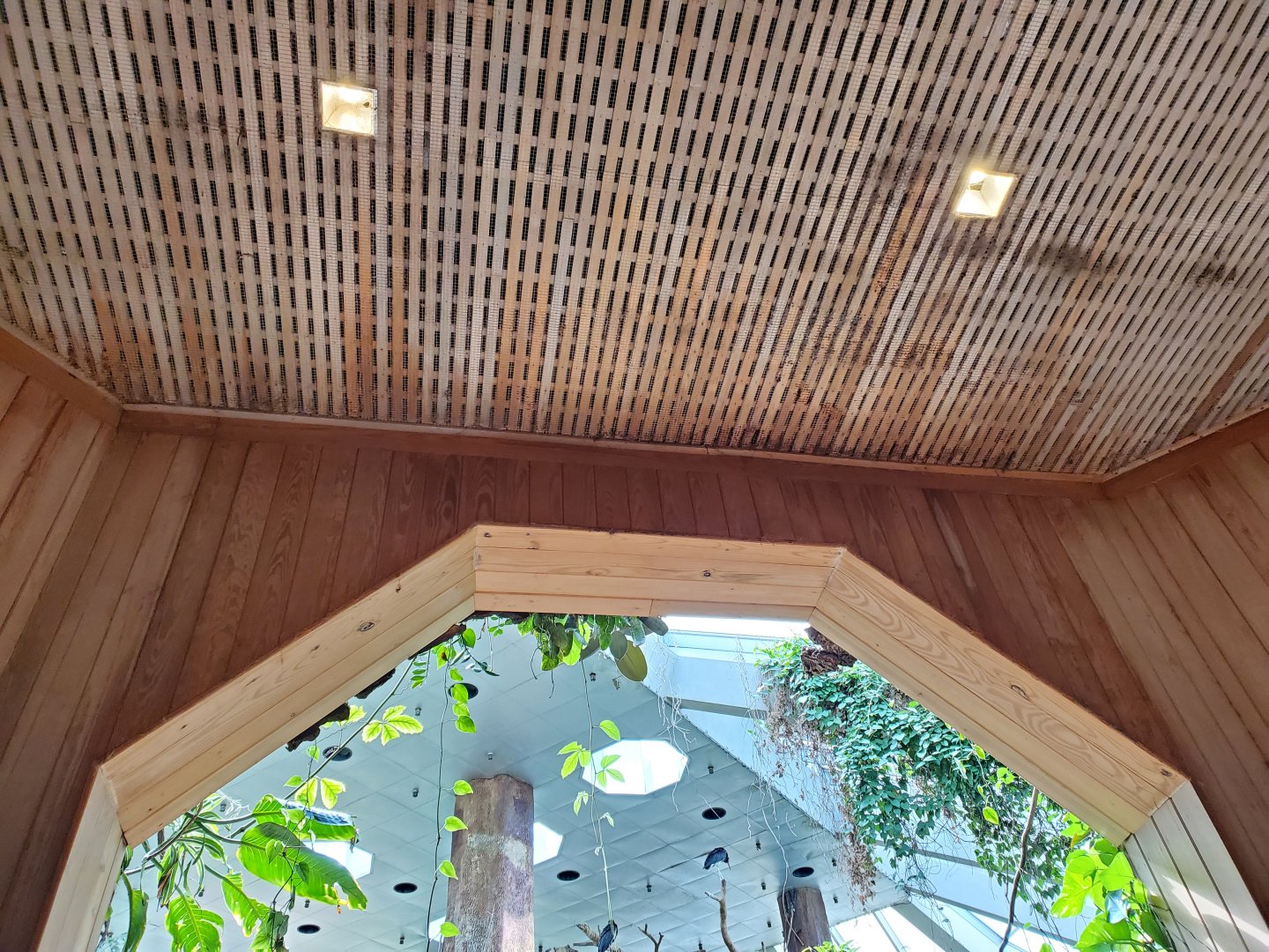 Tropic Zone Wood Roof Detail - August 2021