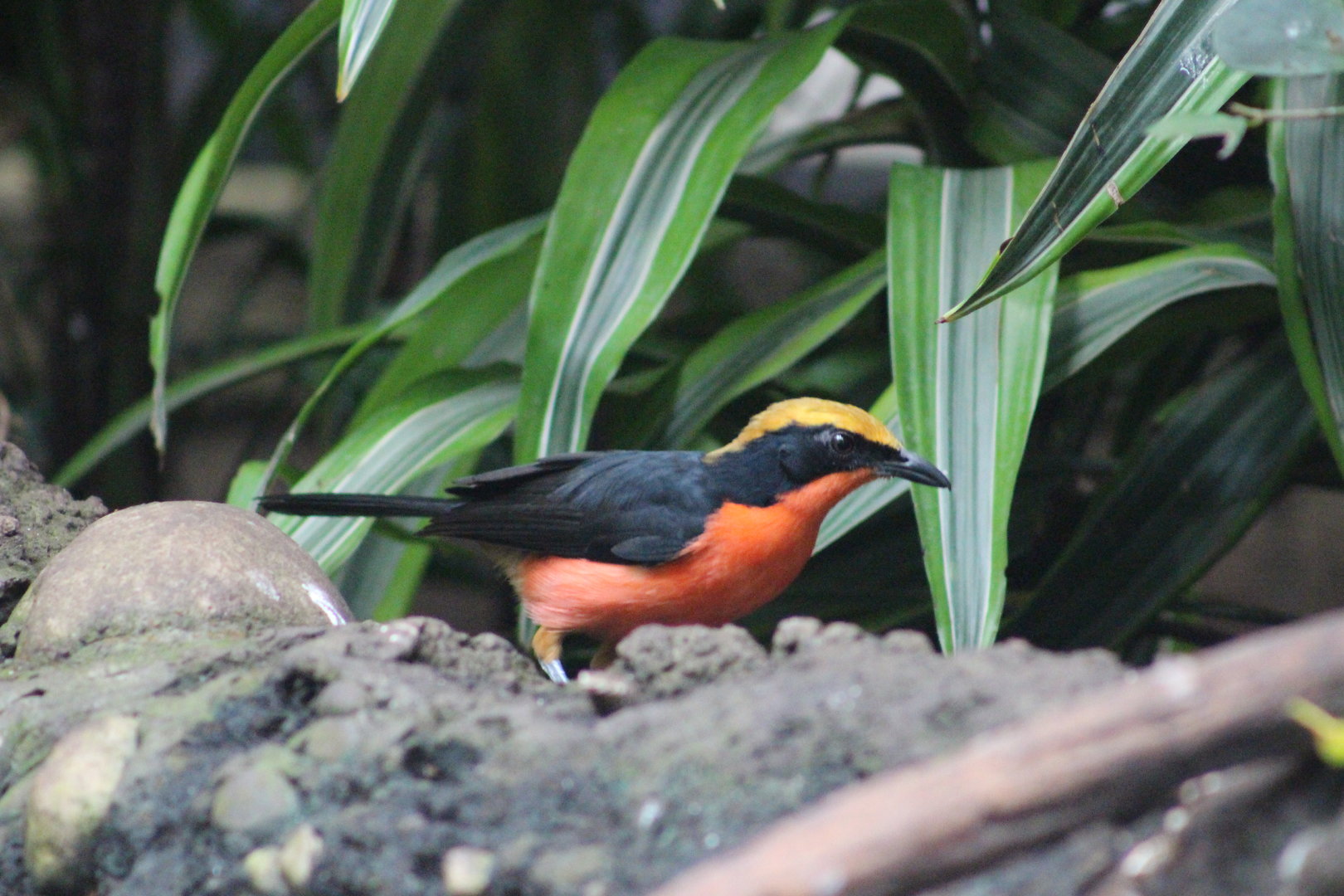 Tropic Zone - Yellow-crowned Gonolek