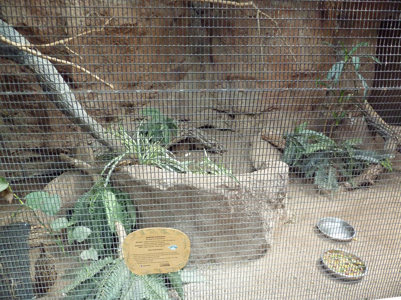 Tropical America - Andean Tinamou Exhibit