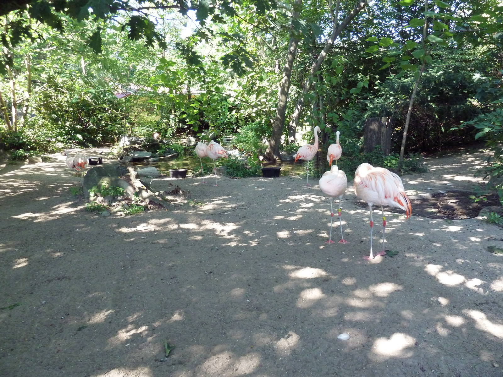 Tropical America - Chilean Flamingo/White-Faced Whistling Duck/Chiloe Wigeo