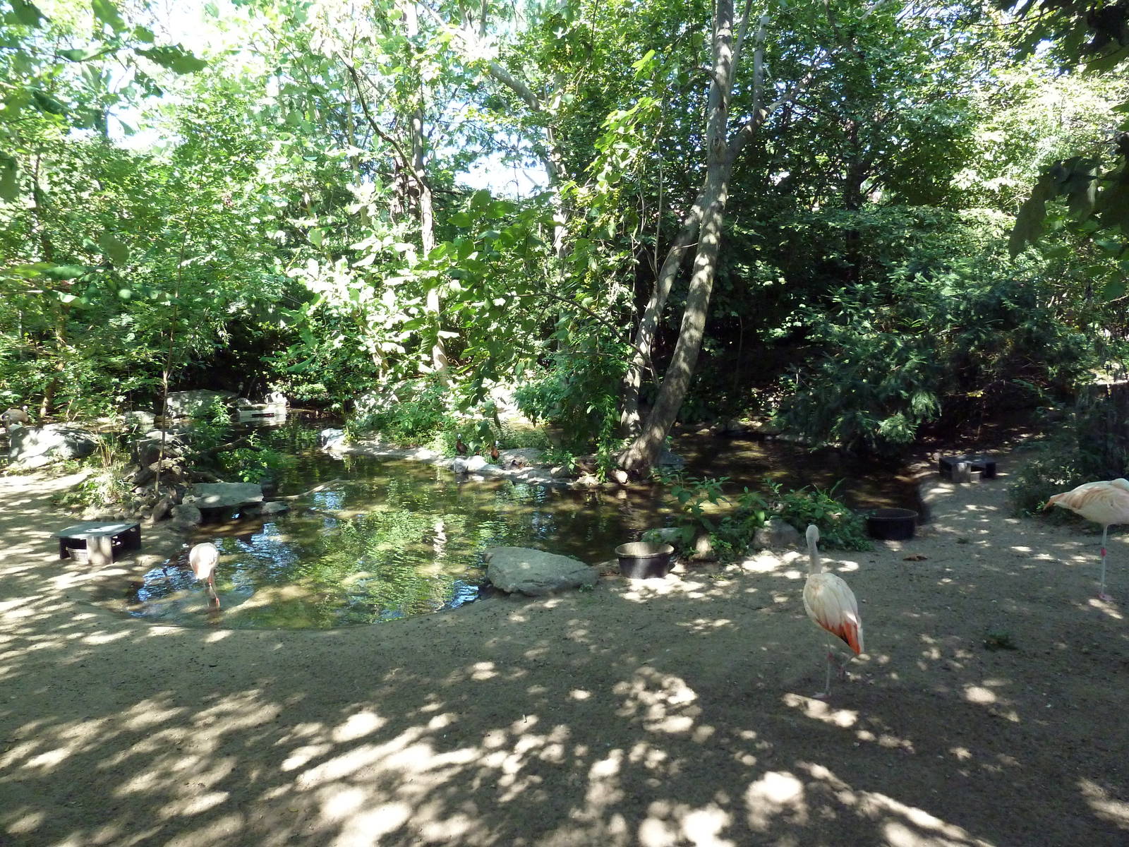 Tropical America - Chilean Flamingo/White-Faced Whistling Duck/Chiloe Wigeo