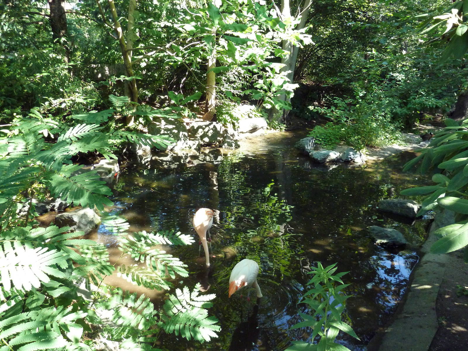 Tropical America - Chilean Flamingo/White-Faced Whistling Duck/Chiloe Wigeo