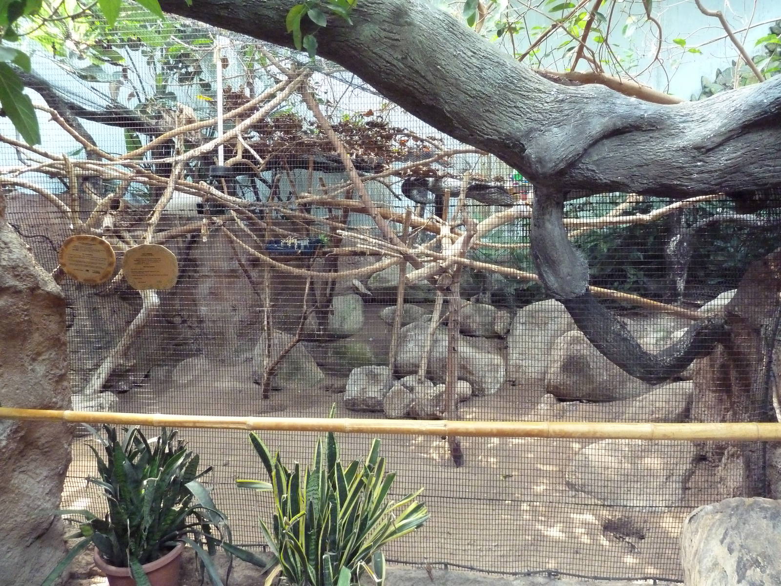 Tropical America - Cotton-Top Tamarin/Sun Conure Exhibit