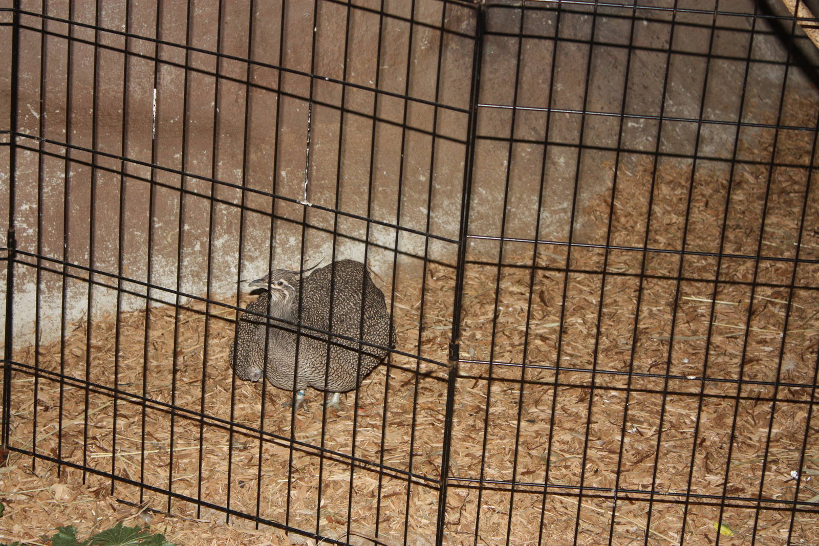 Tropical America- Elegant Crested Tinamou