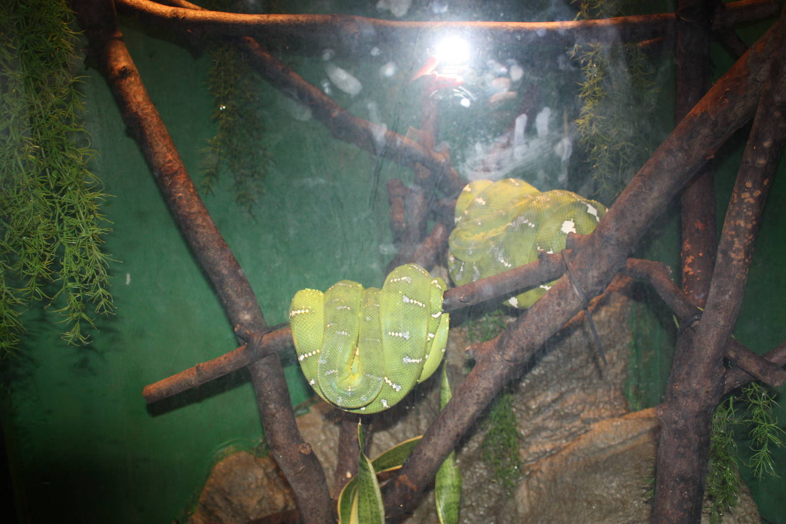 Tropical America- Emerald Tree Boas