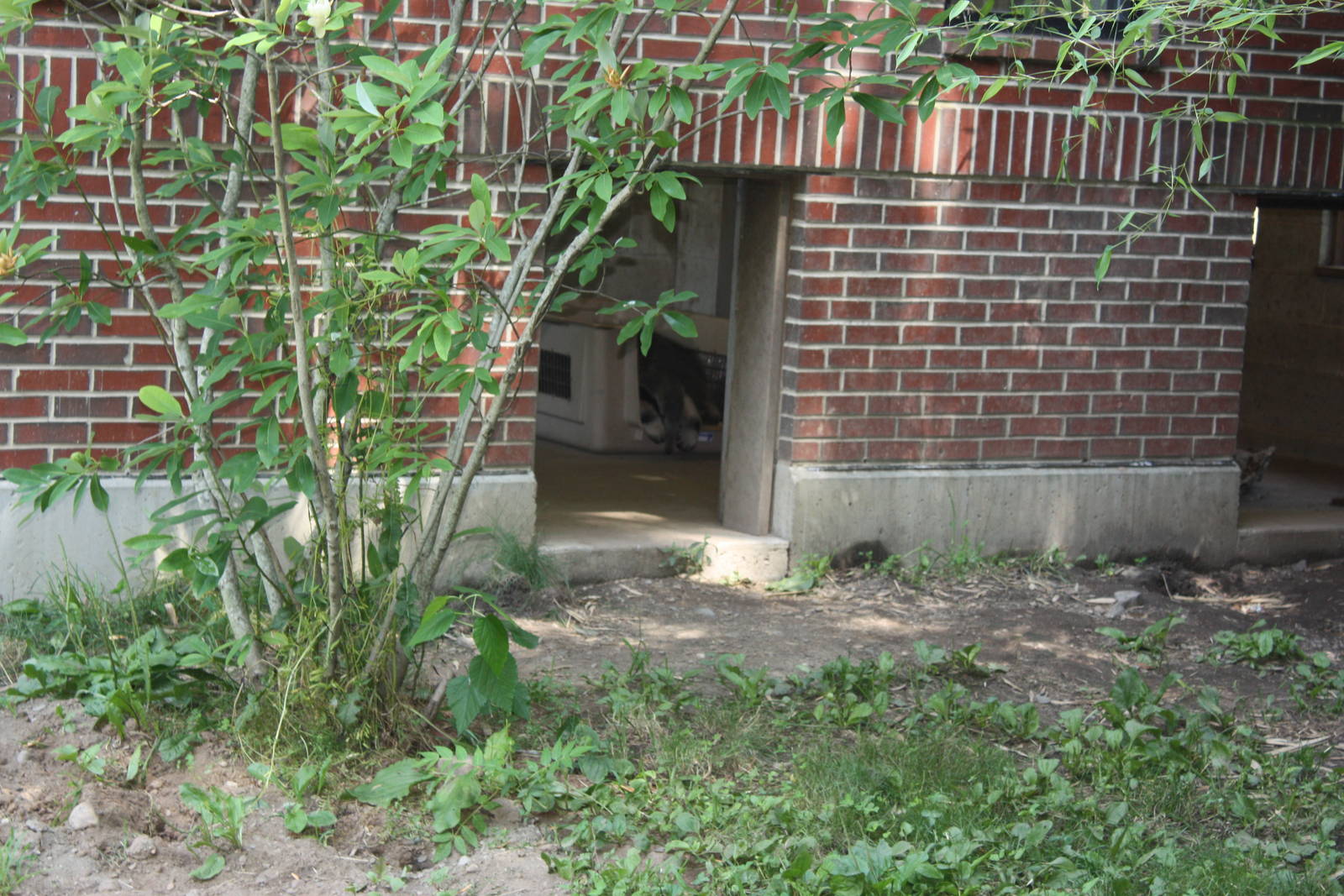 Tropical America- Giant Anteater Baby