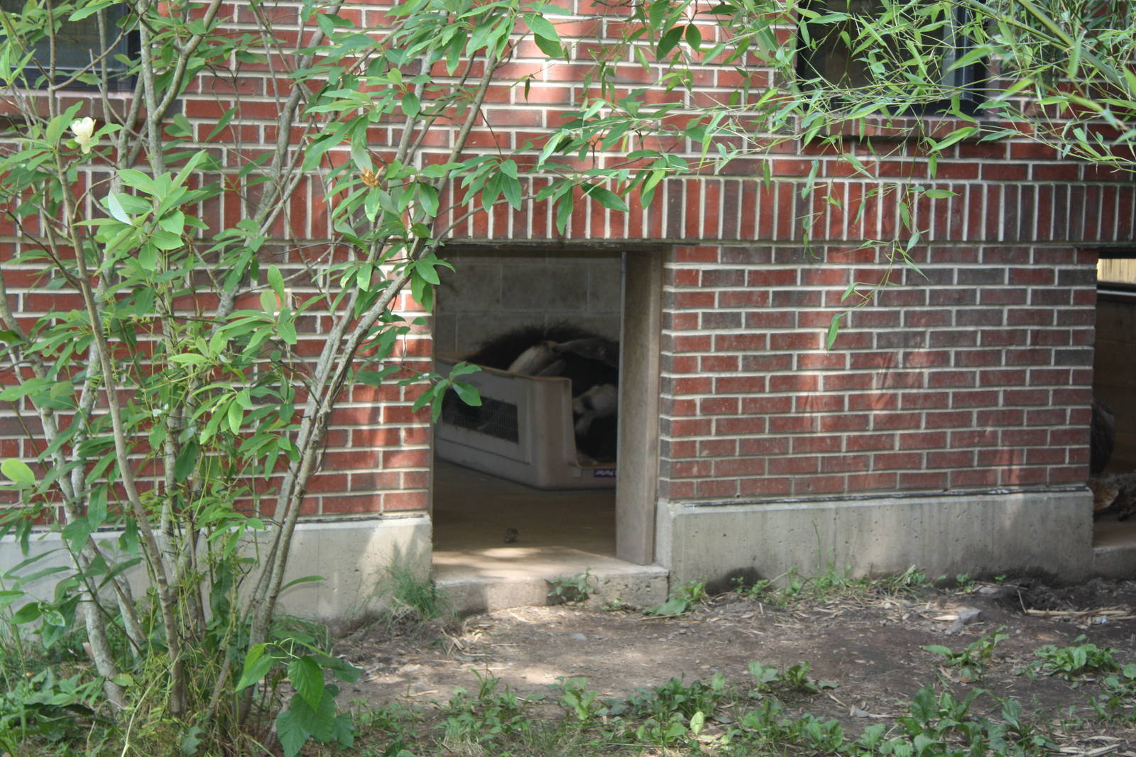 Tropical America- Giant Anteater Baby