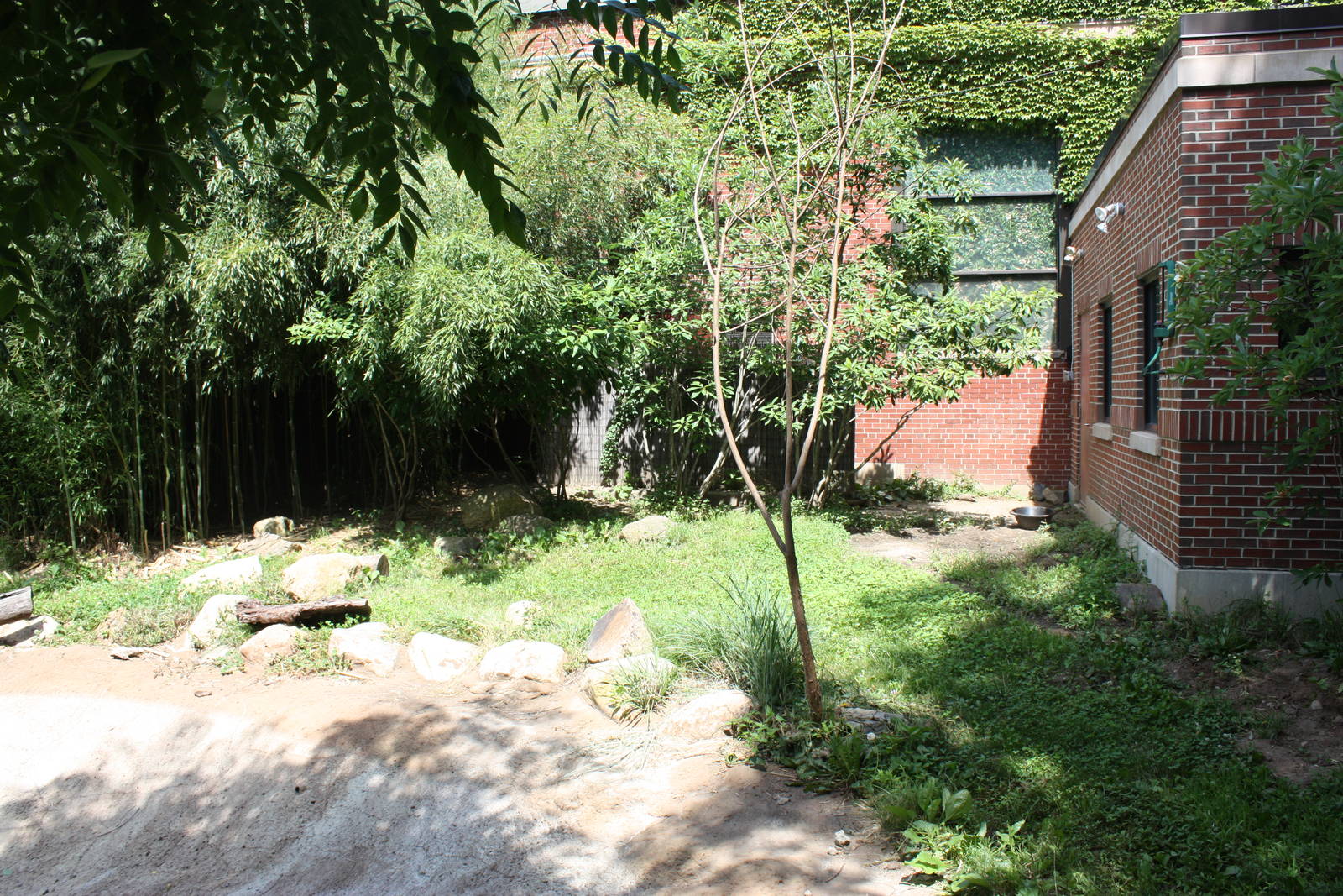 Tropical America- Giant Anteater Exhibit