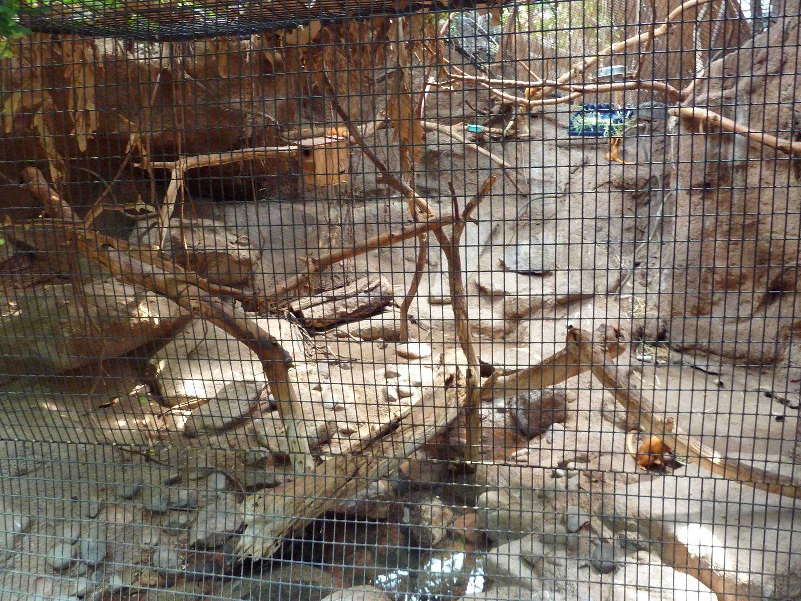 Tropical America - Golden Lion Tamarin Exhibit