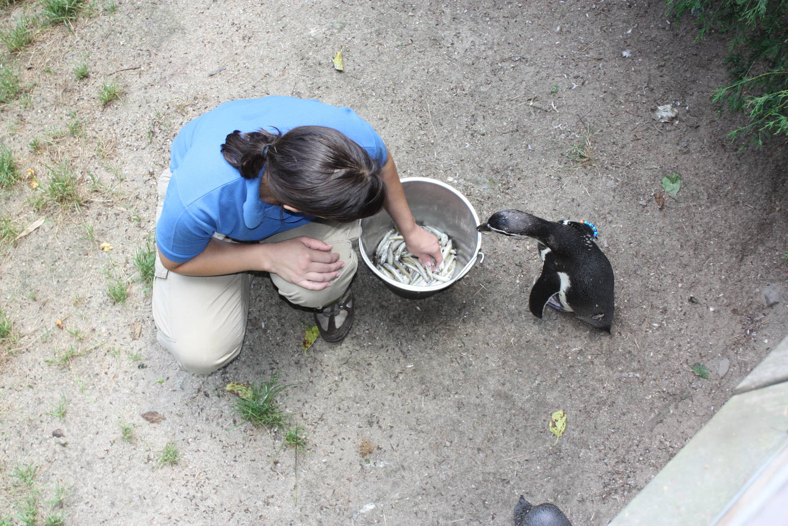 Tropical America- Humboldt Penguin Feeding