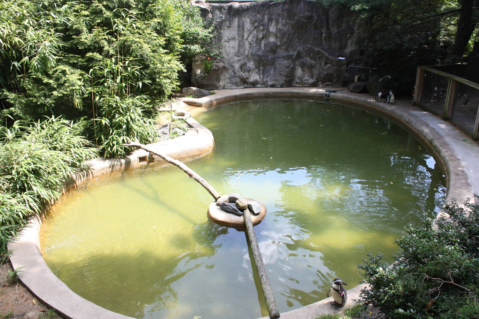 Tropical America- Humboldt Penguin/ White-Breasted Cormorant Exhibit