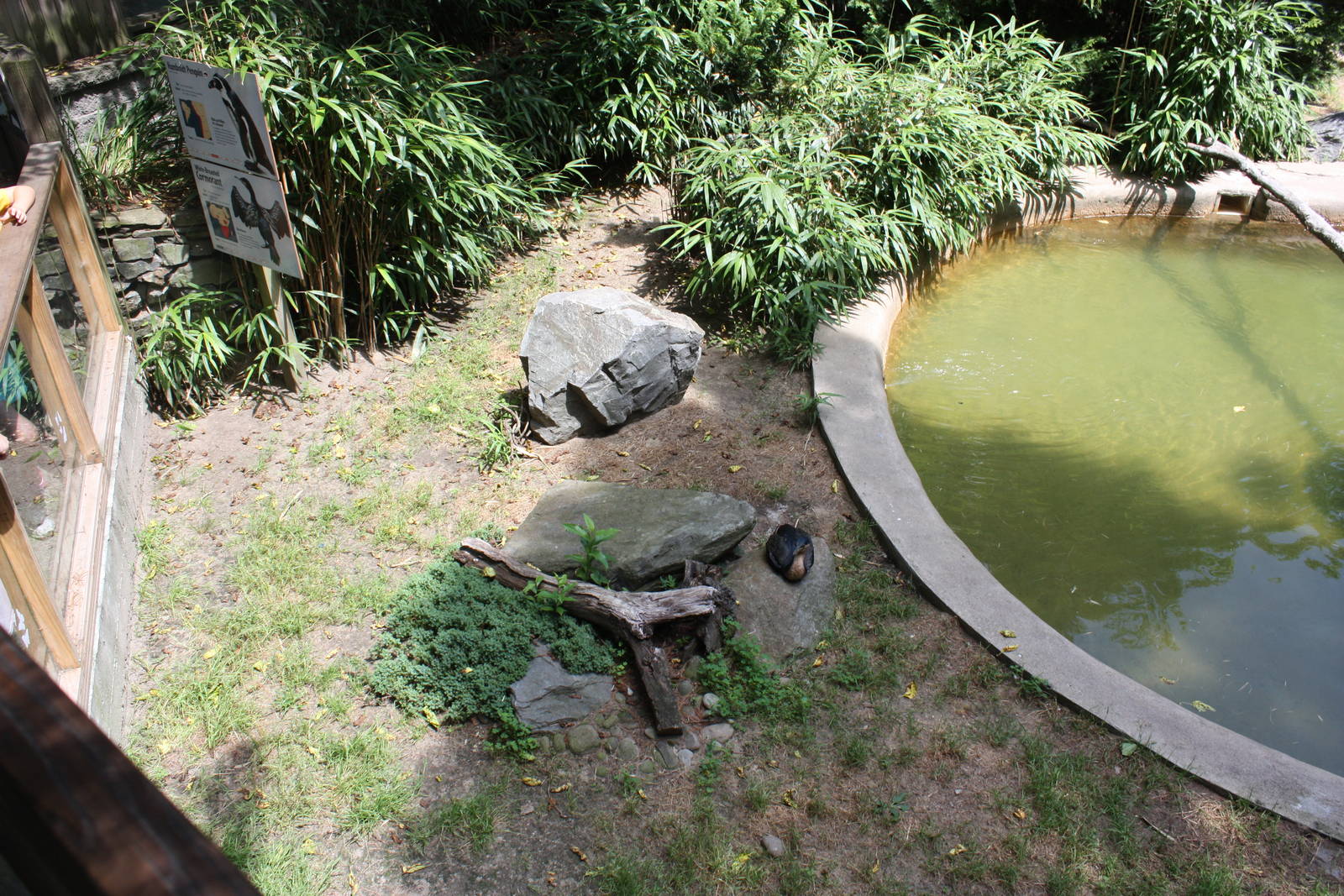 Tropical America- Humboldt Penguin/ White-Breasted Cormorant Exhibit