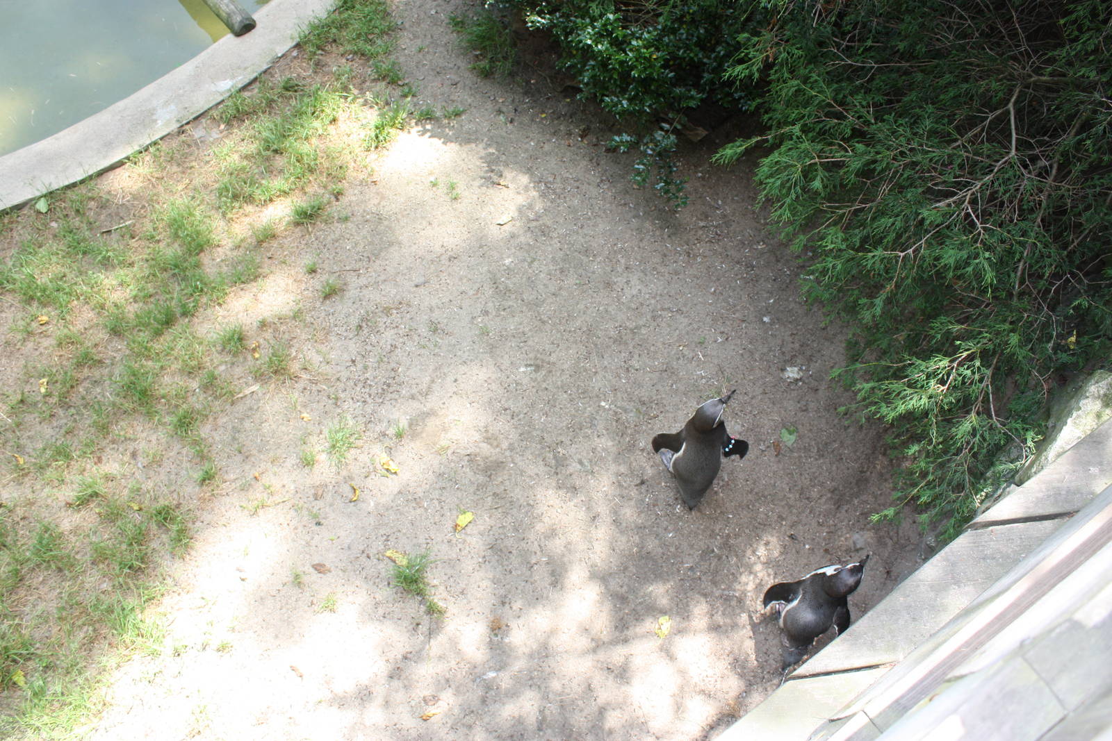 Tropical America- Humboldt Penguin/White-Breasted Cormorant Exhibit