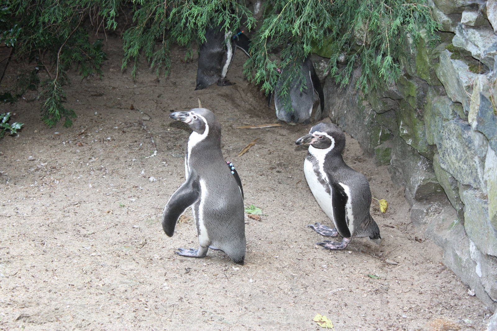 Tropical America- Humboldt Penguins