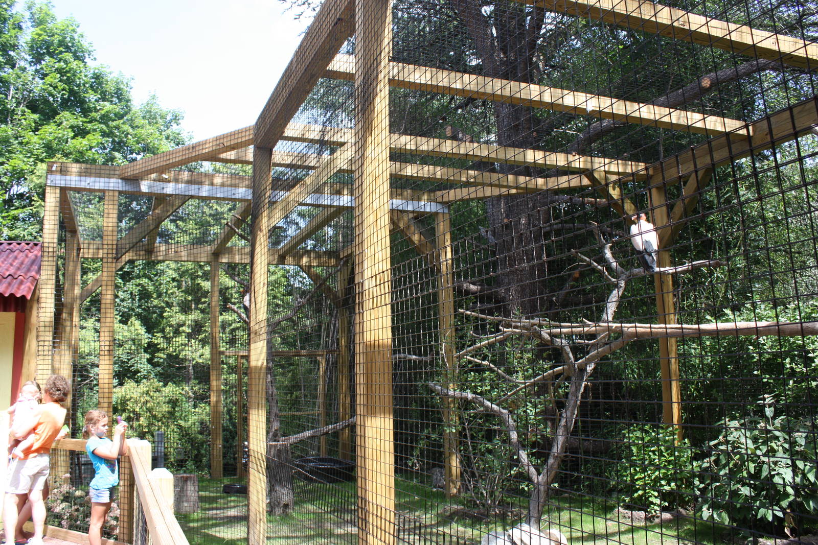 Tropical America- King Vulture Exhibit