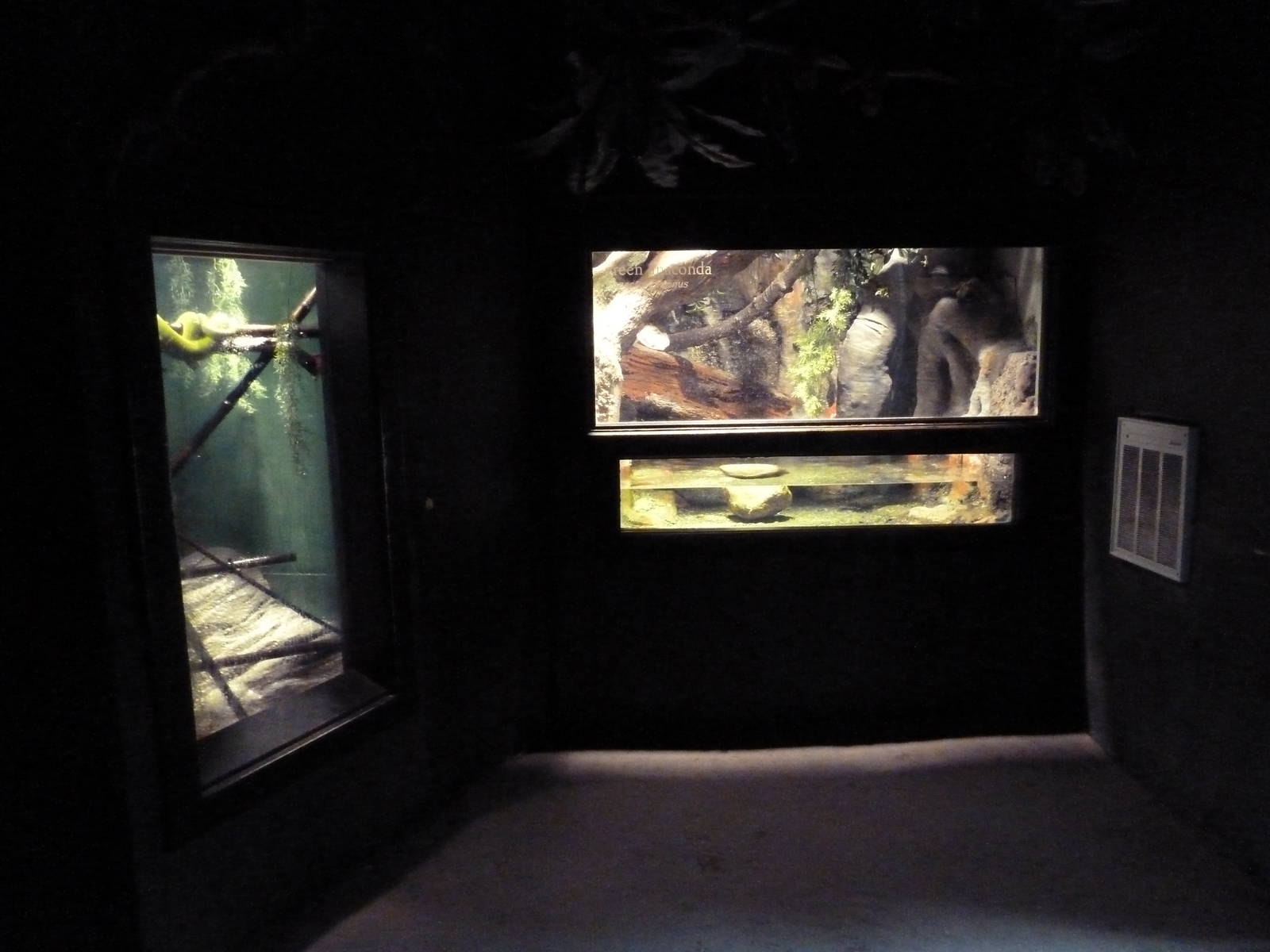 Tropical America - Mini-Rainforest Building - Green Anaconda + Tree Boa Exh