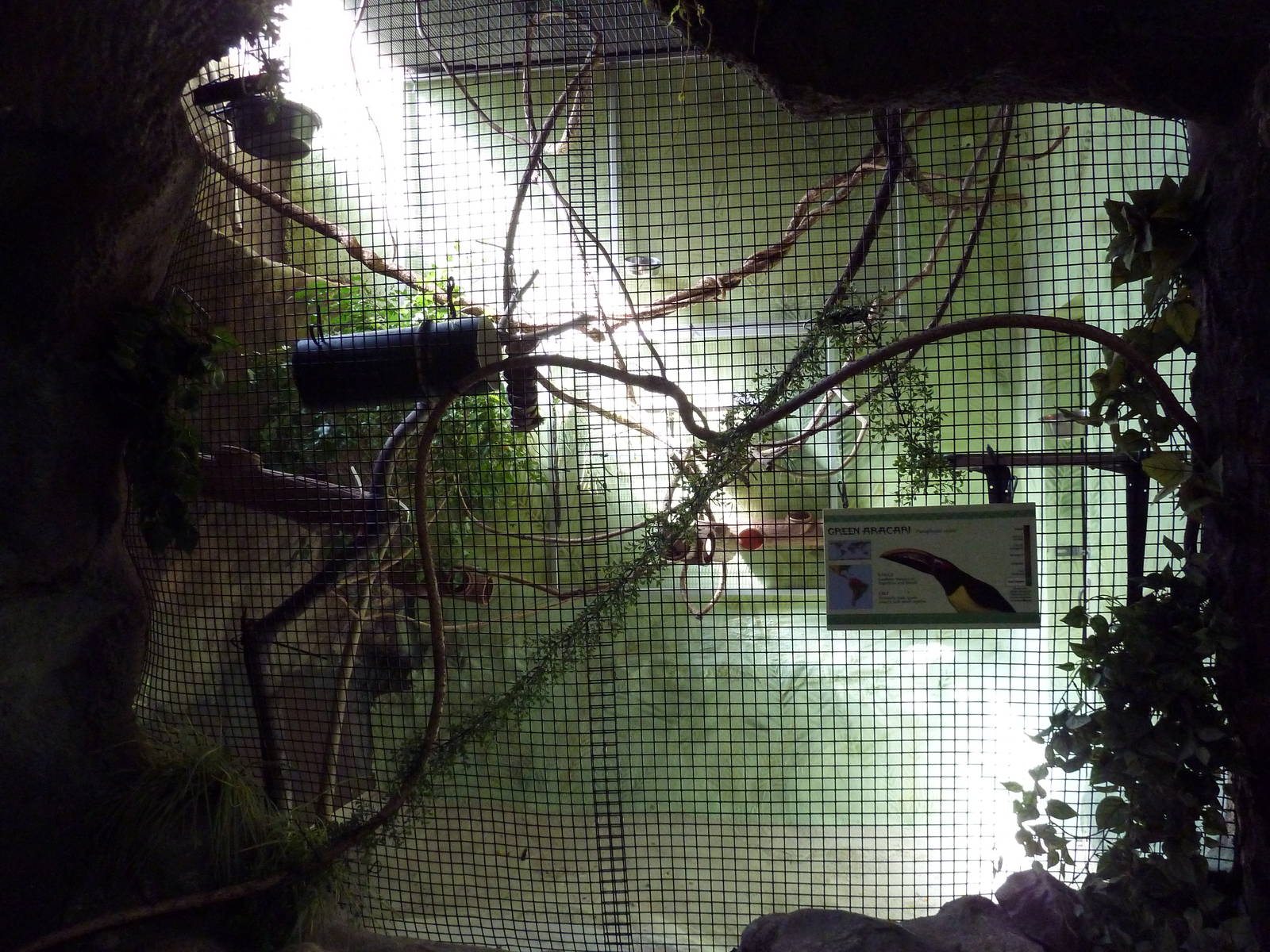 Tropical America - Mini-Rainforest Building - Green Aracari Exhibit