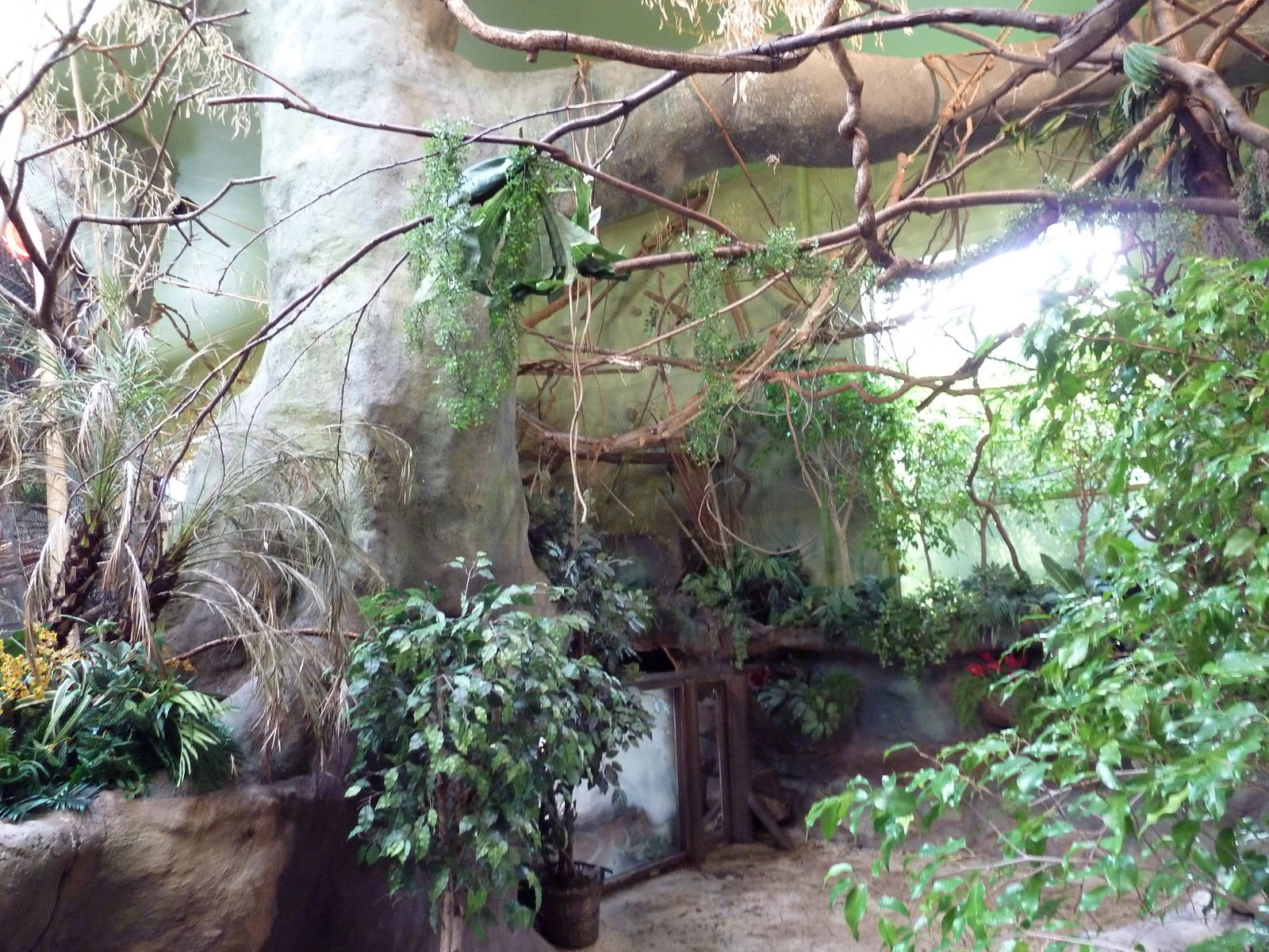 Tropical America - Mini-Rainforest Building