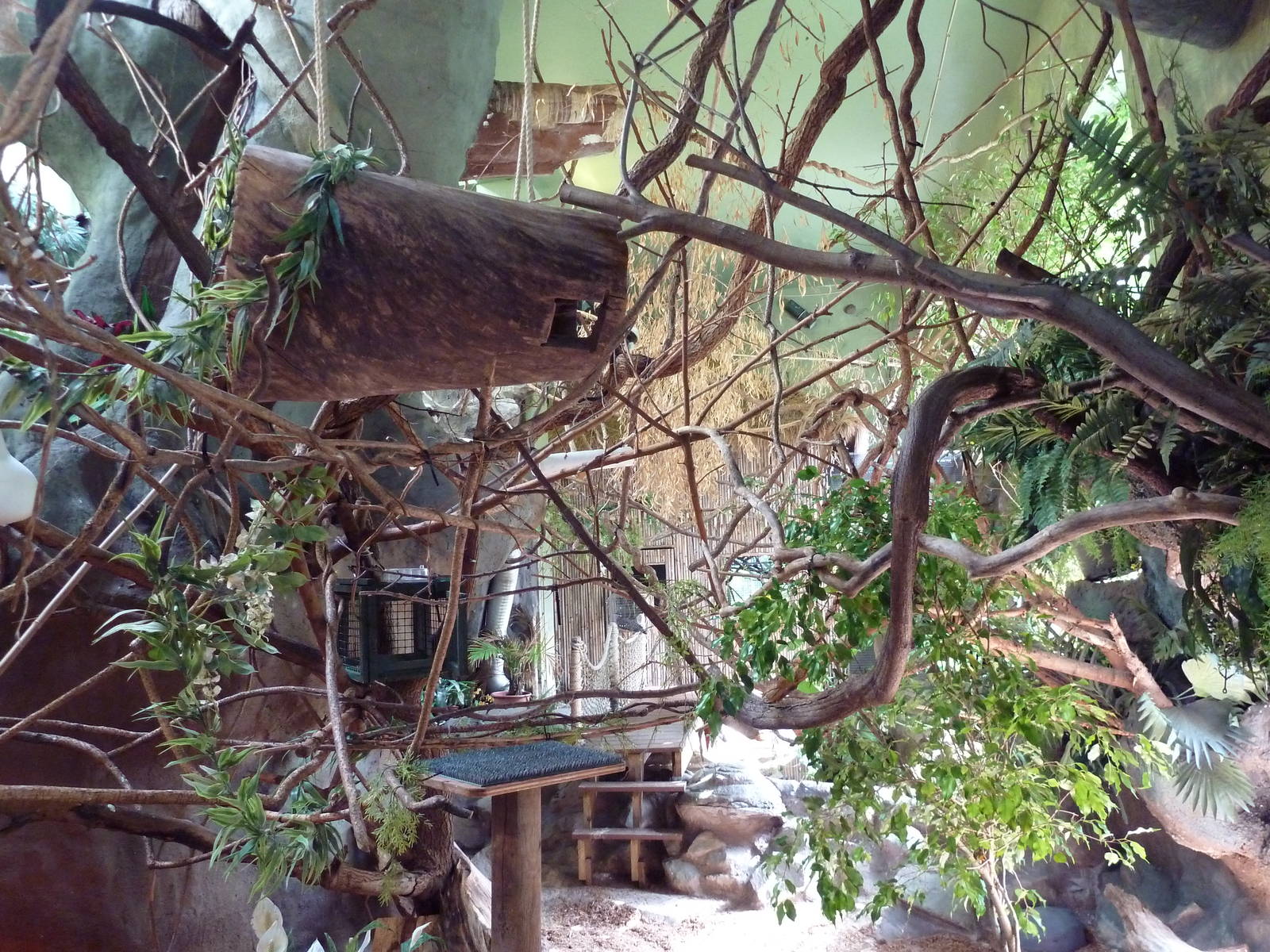 Tropical America - Mini-Rainforest Building