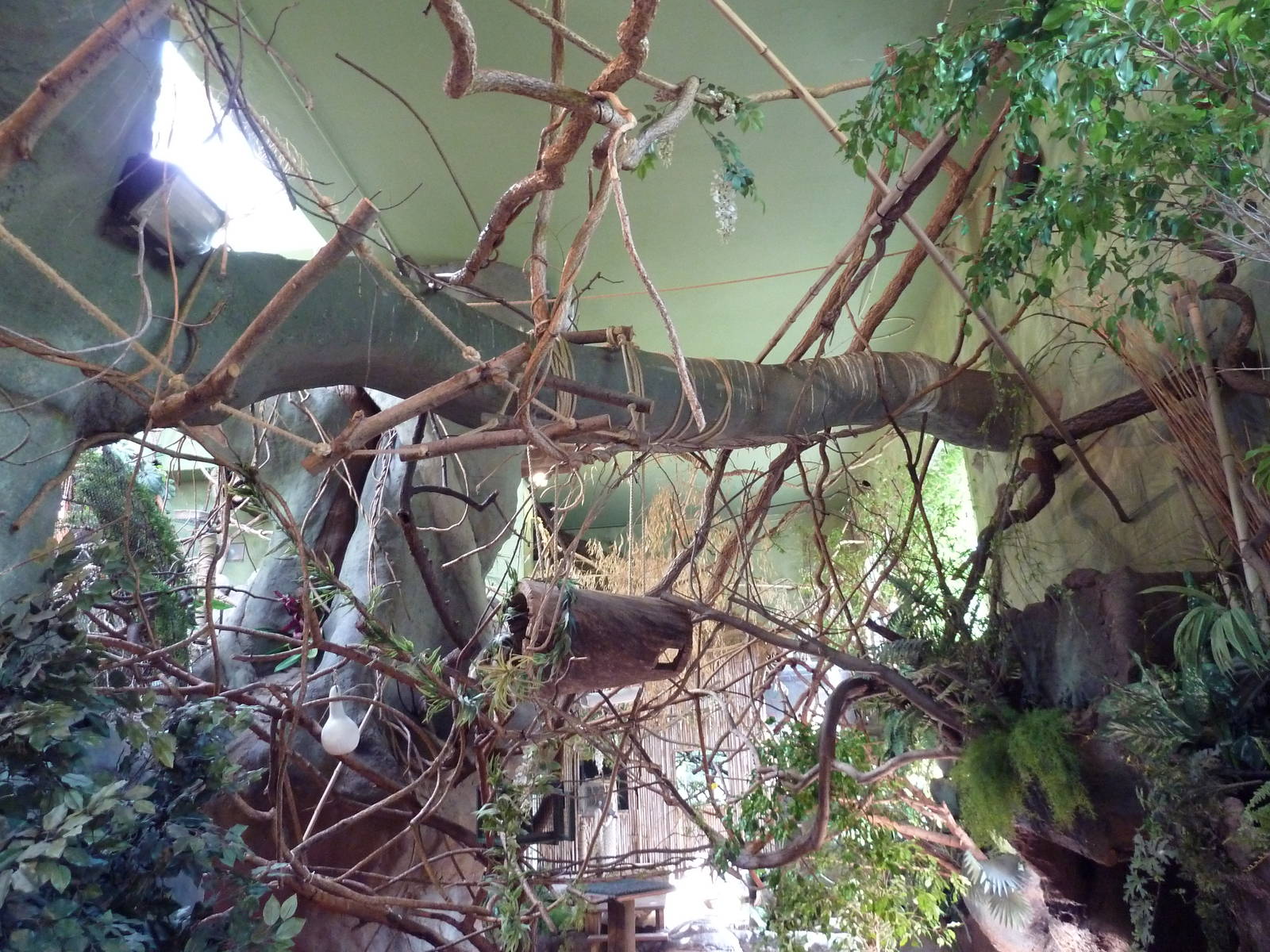 Tropical America - Mini-Rainforest Building