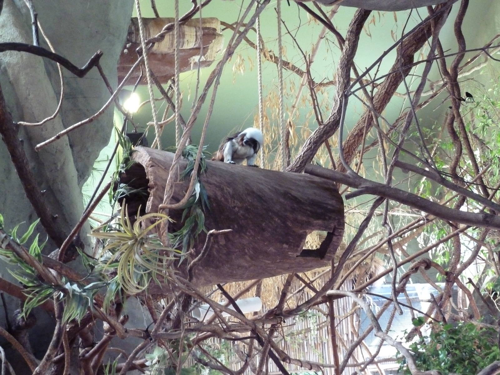 Tropical America - Mini-Rainforest Building