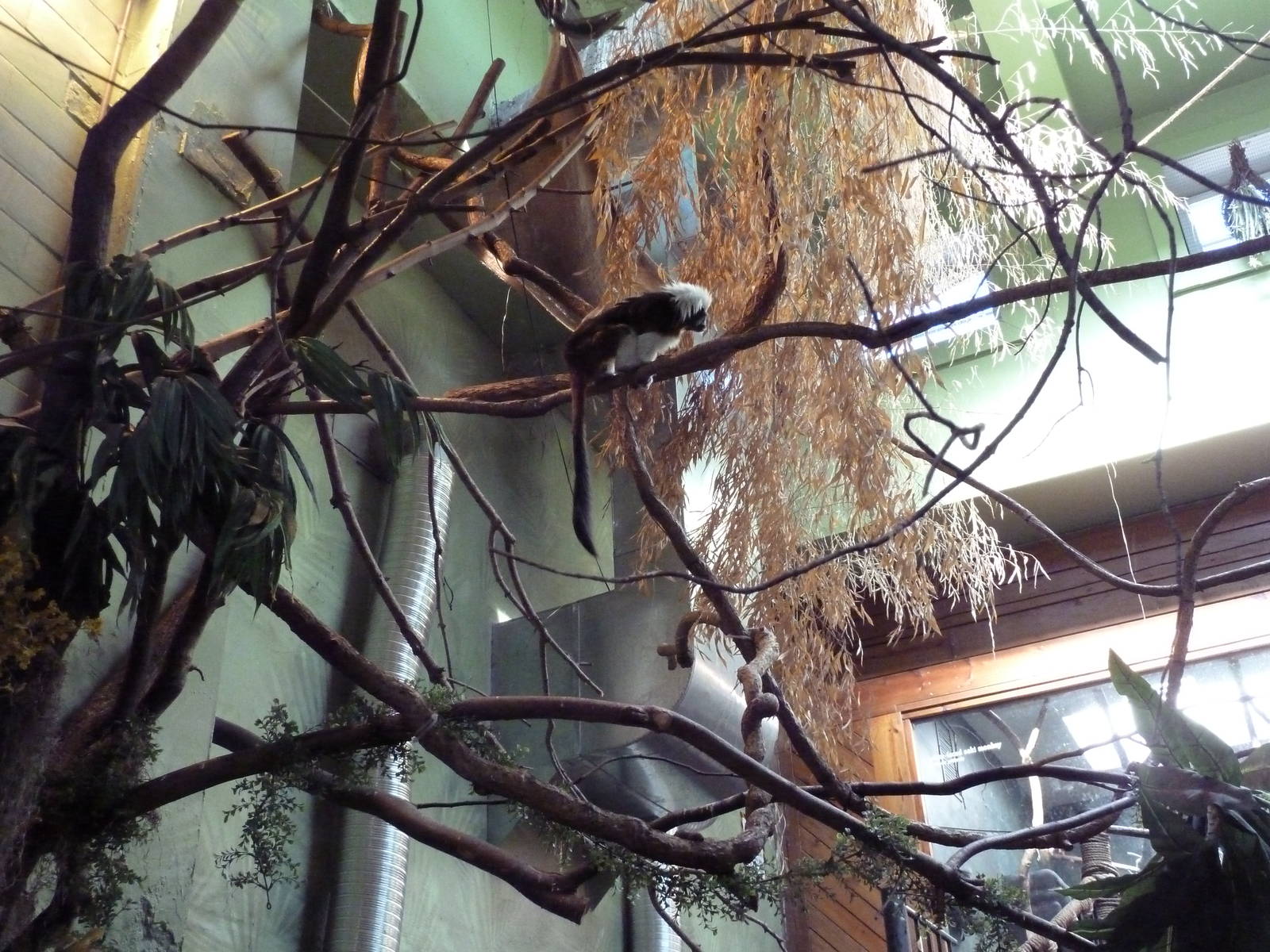 Tropical America - Mini-Rainforest Building