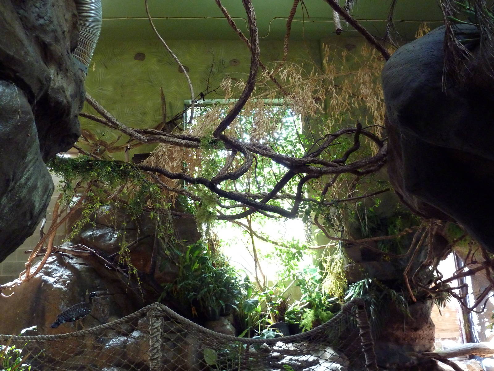 Tropical America - Mini-Rainforest Building