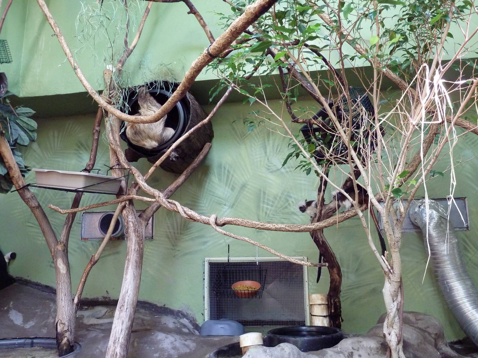 Tropical America - Mini-Rainforest Building