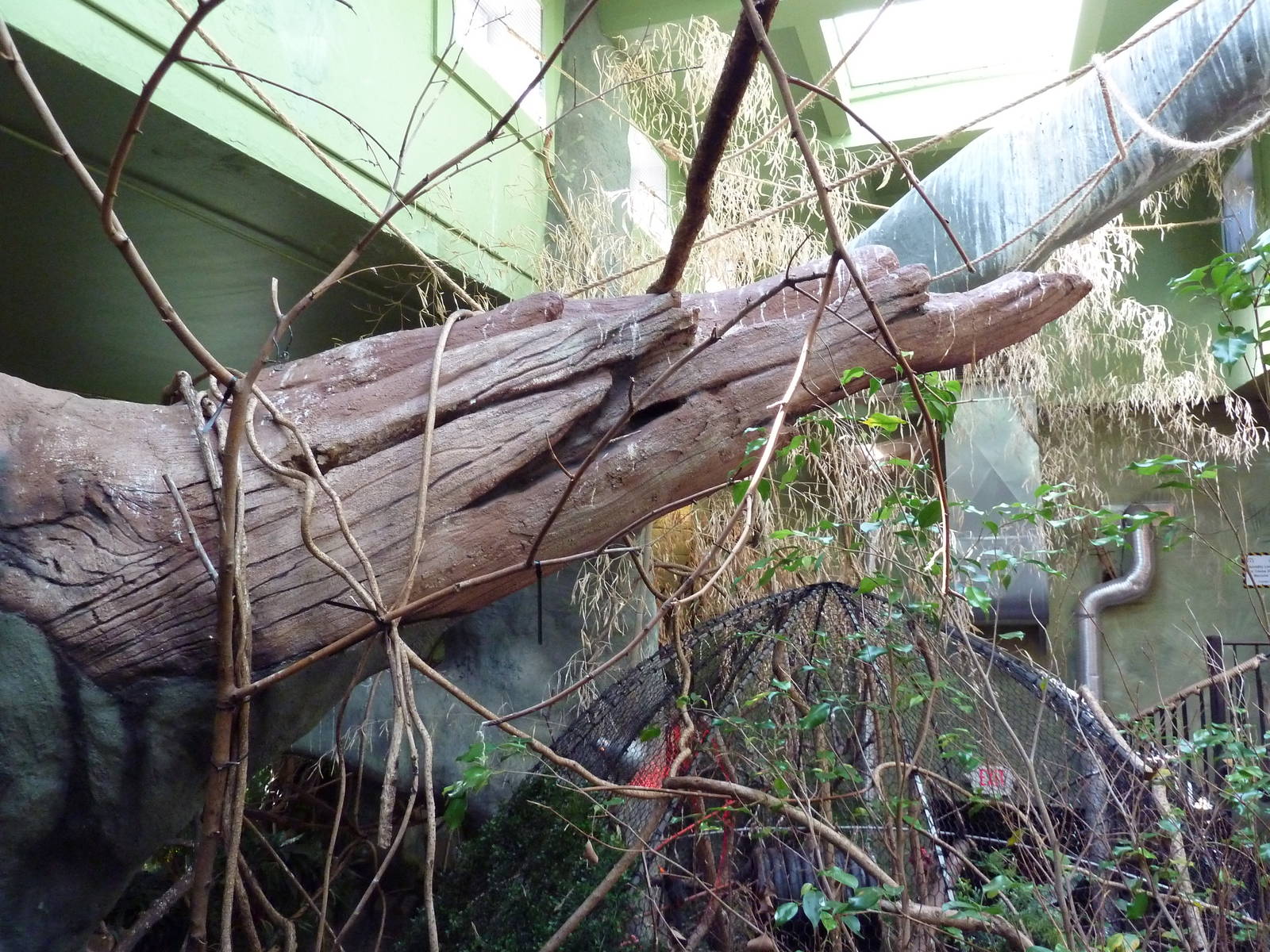 Tropical America - Mini-Rainforest Building