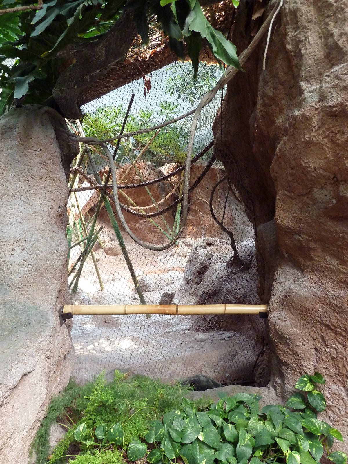 Tropical America - Mixed-Species Exhibit (5 Species)