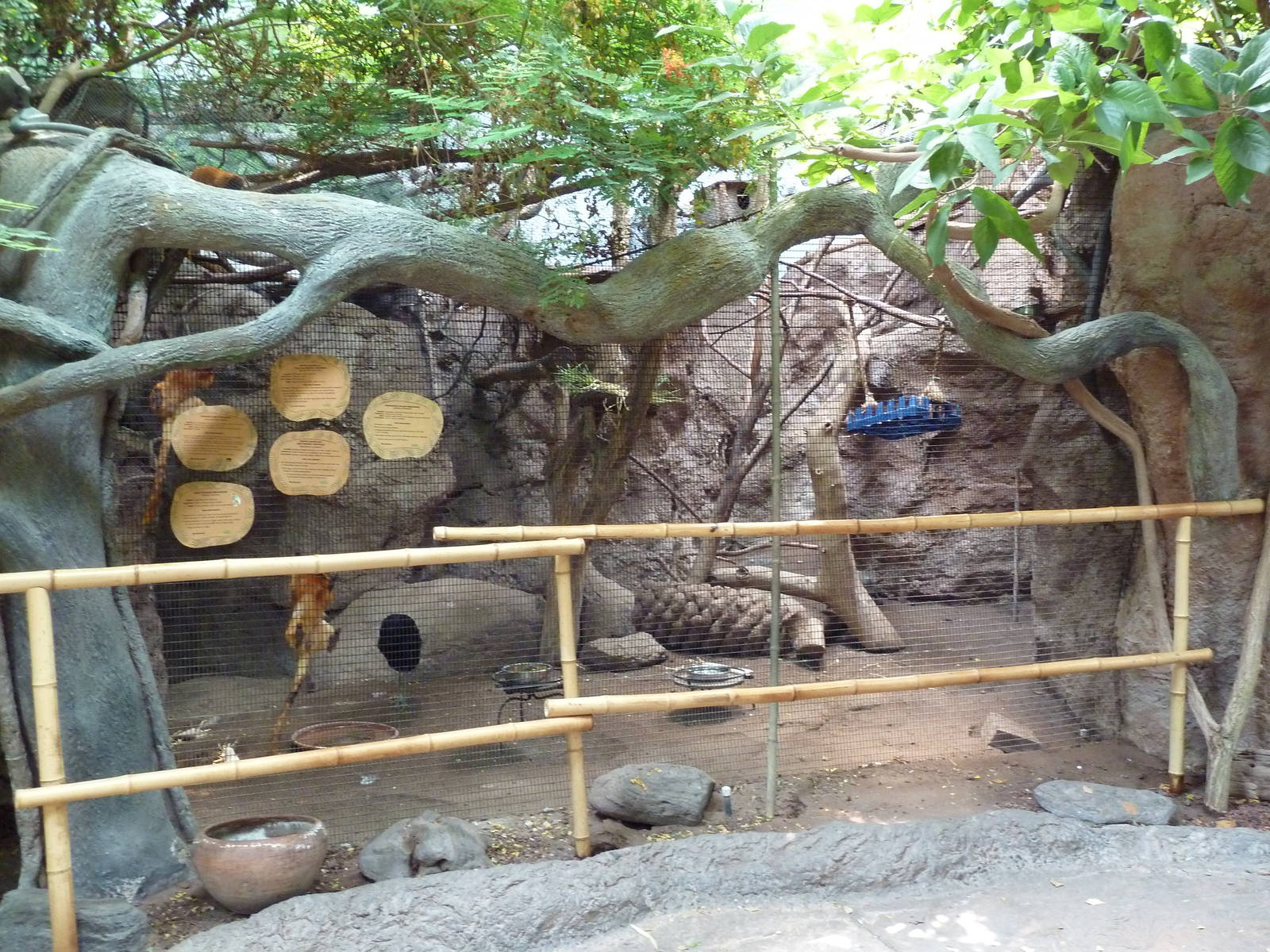 Tropical America - Mixed-Species Exhibit (5 Species)