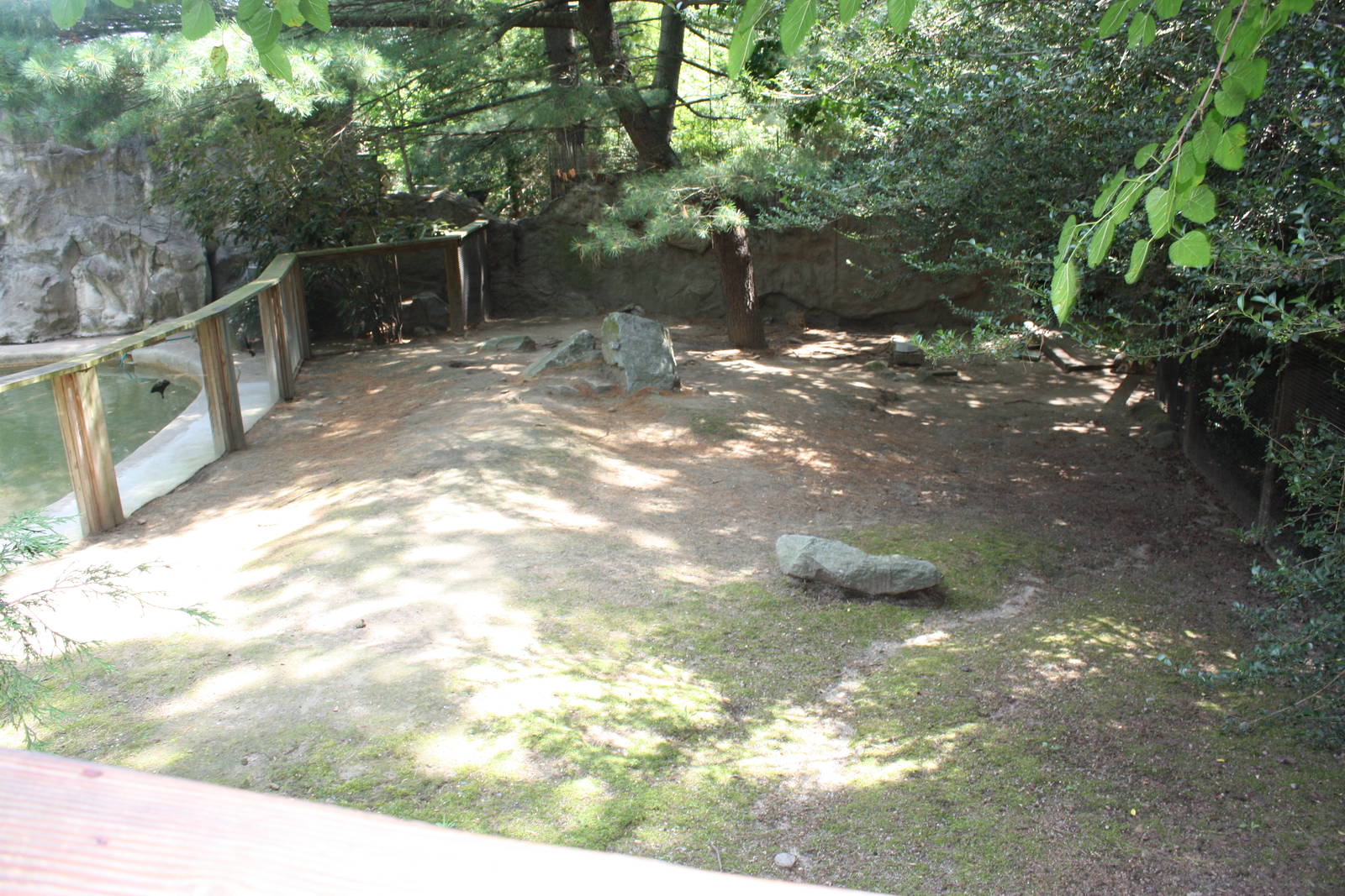 Tropical America- Patagonian Cavy Exhibit