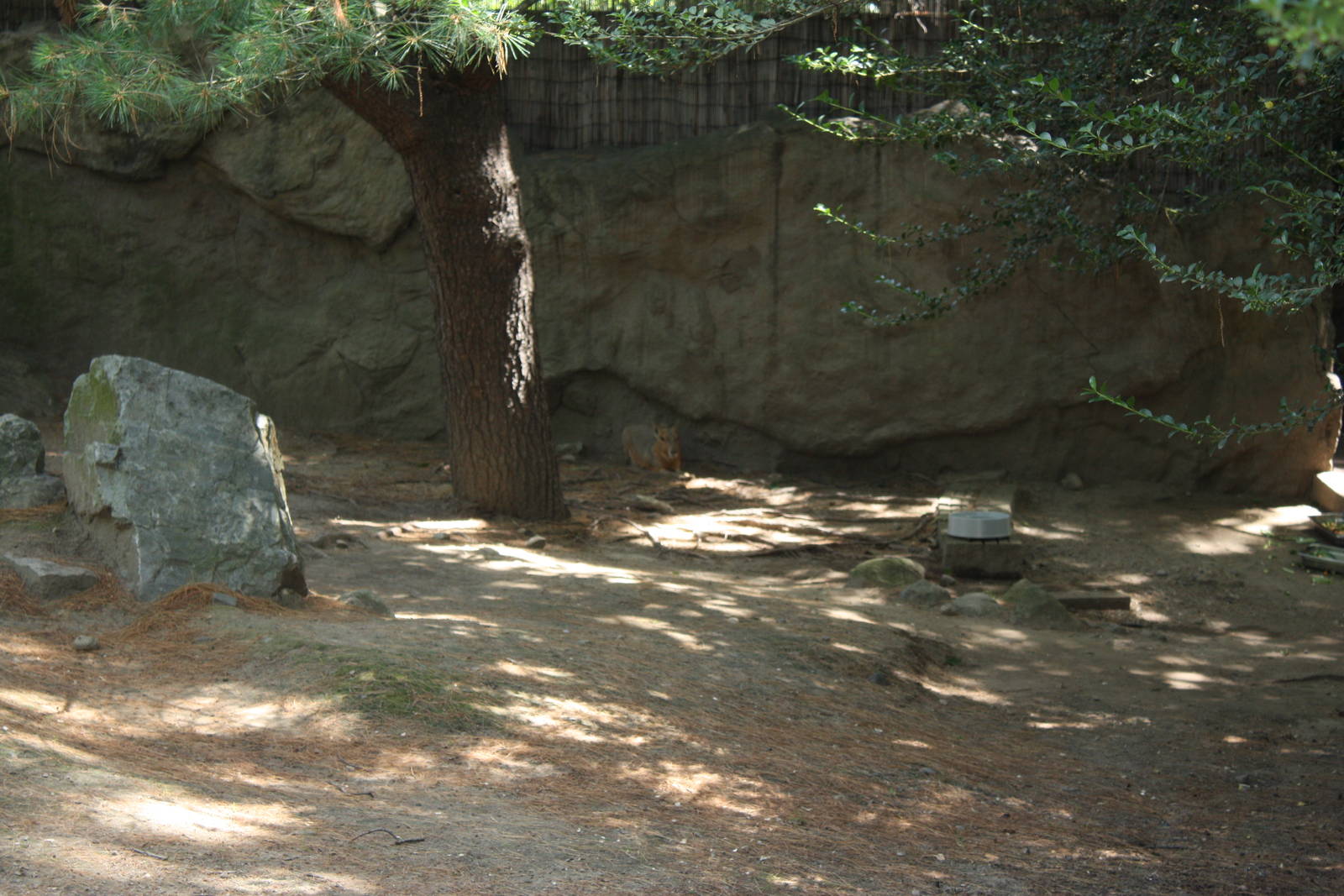 Tropical America- Patagonian Cavy