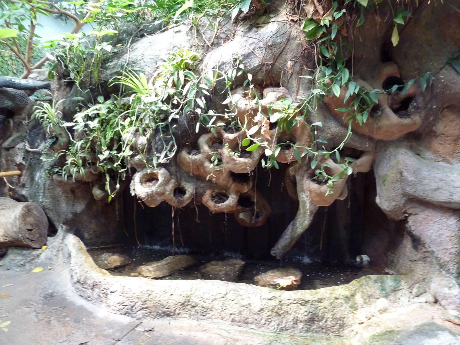 Tropical America - Pond