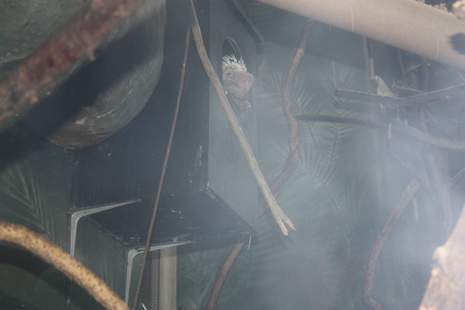 Tropical America- Prehensile-Tailed Porcupine