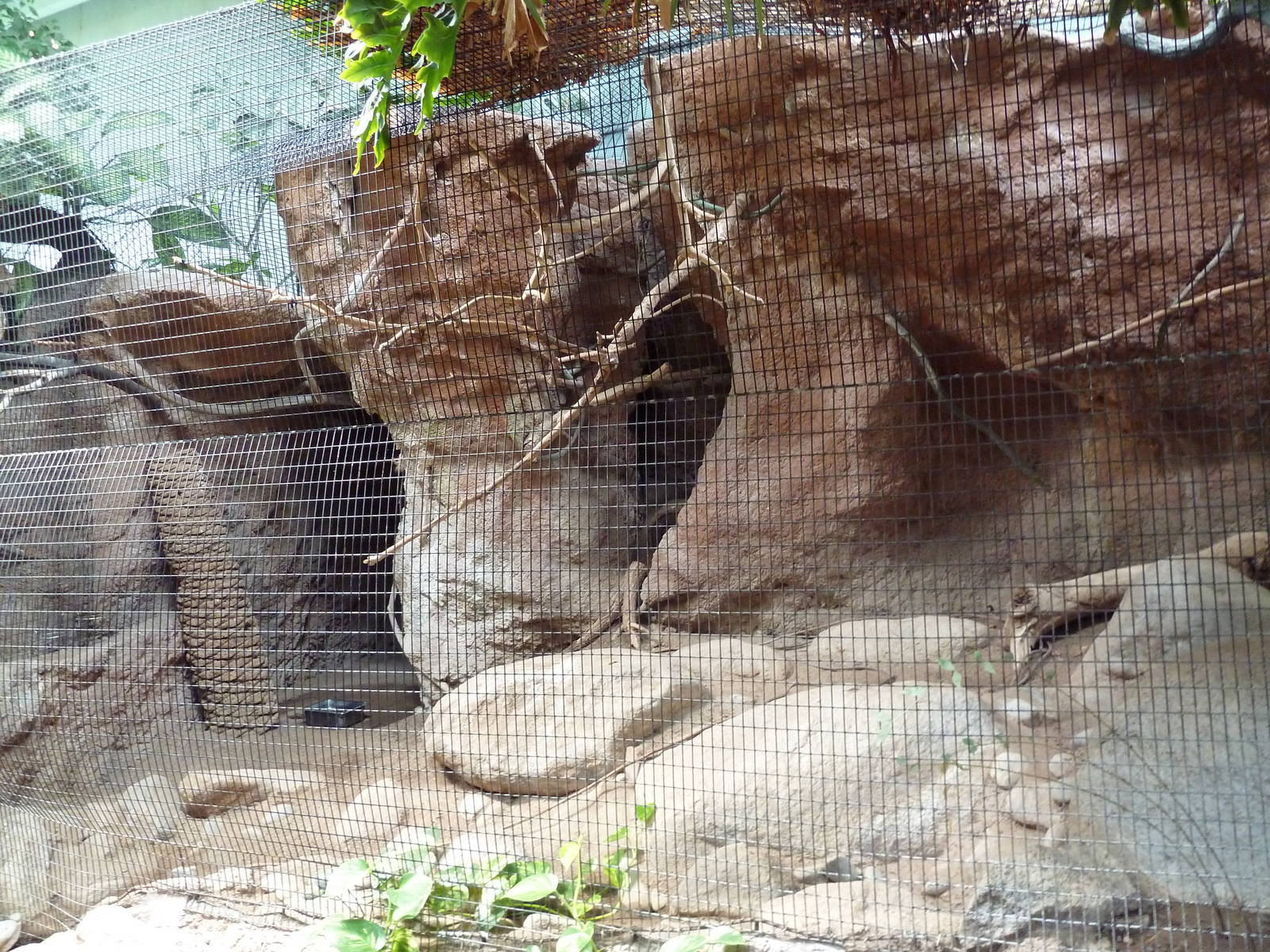Tropical America - Swainson's Toucan Exhibit