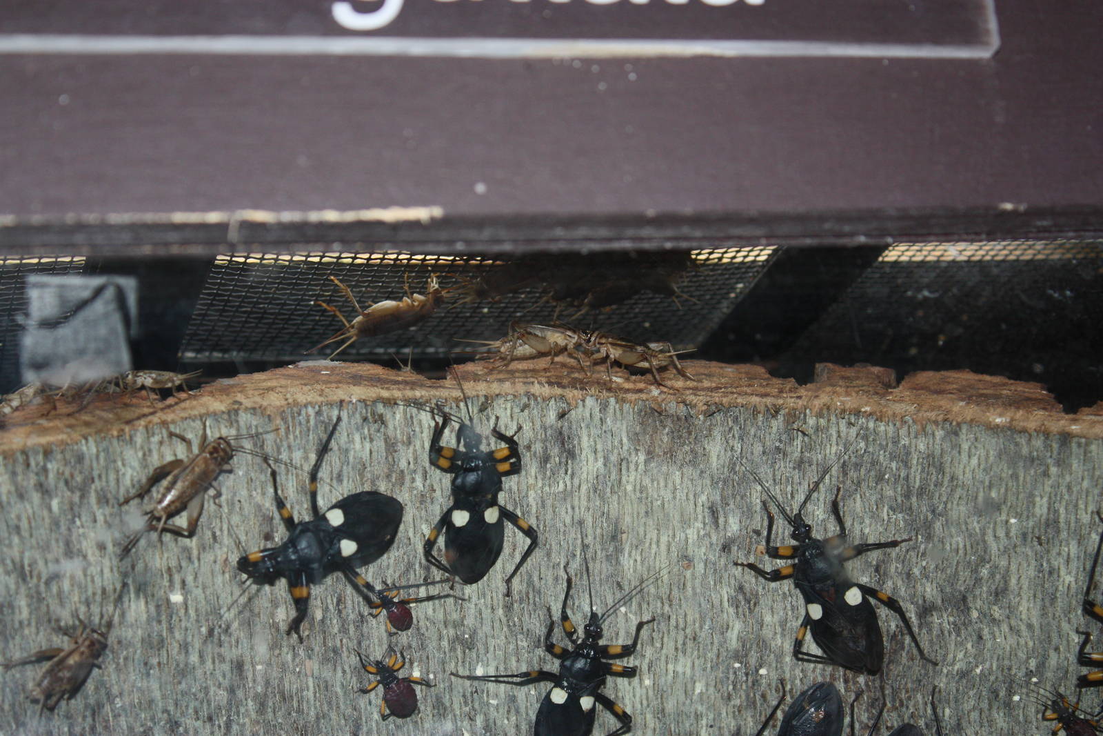 Tropical America- Two-Spotted Assassin Bugs