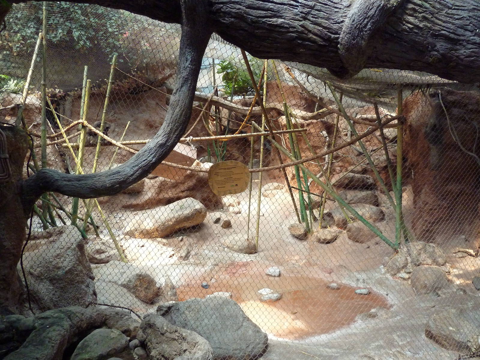 Tropical America - Variegated Spider Monkey Exhibit