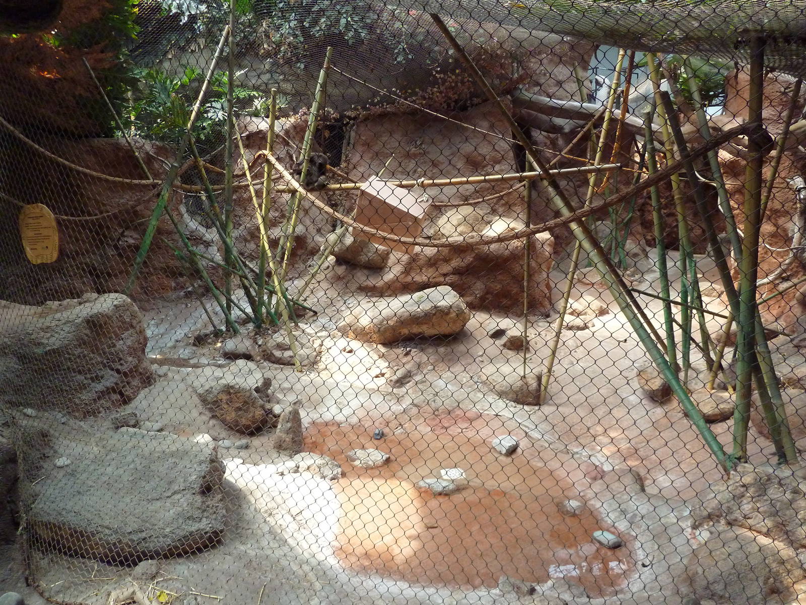 Tropical America - Variegated Spider Monkey Exhibit