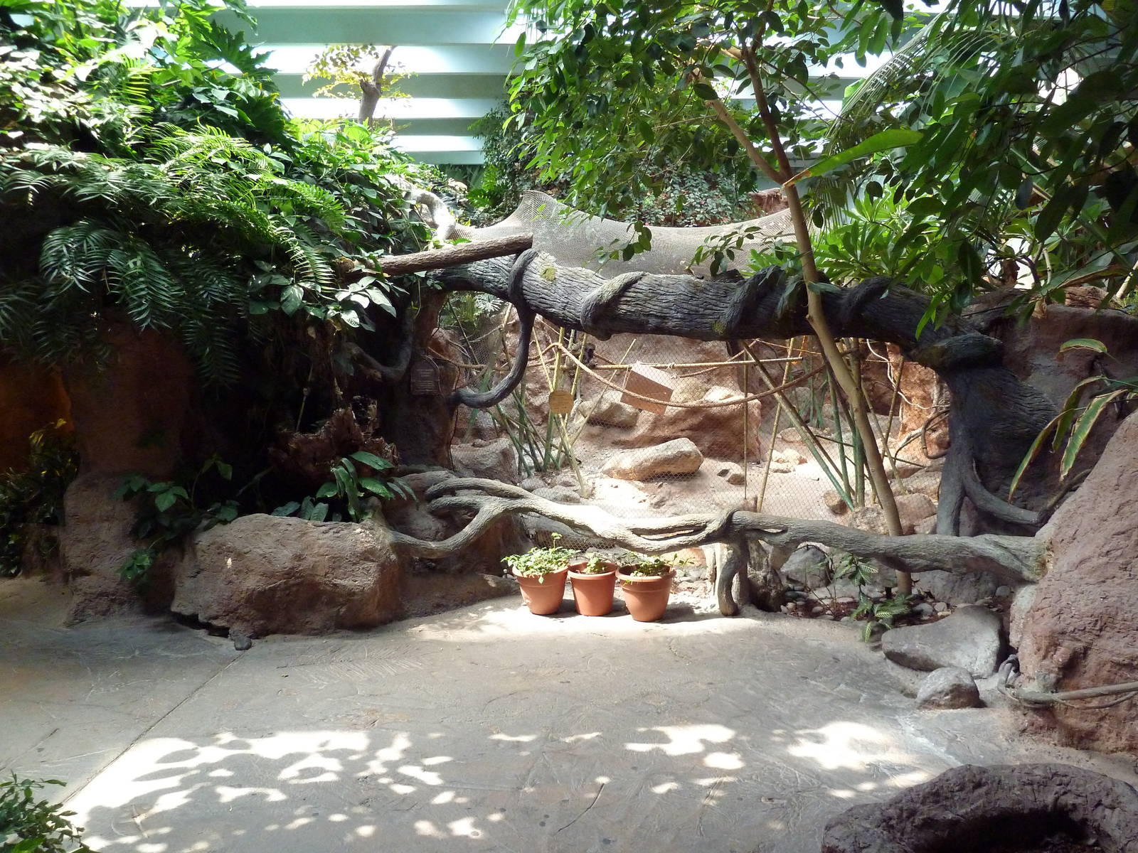 Tropical America - Variegated Spider Monkey Exhibit