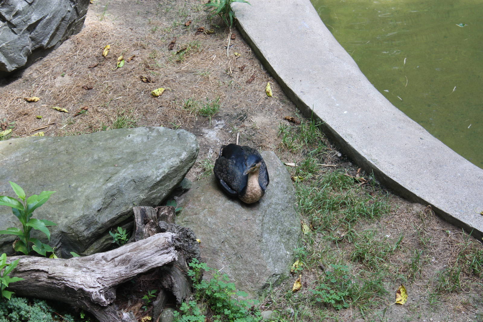 Tropical America- White-Breasted Cormorant