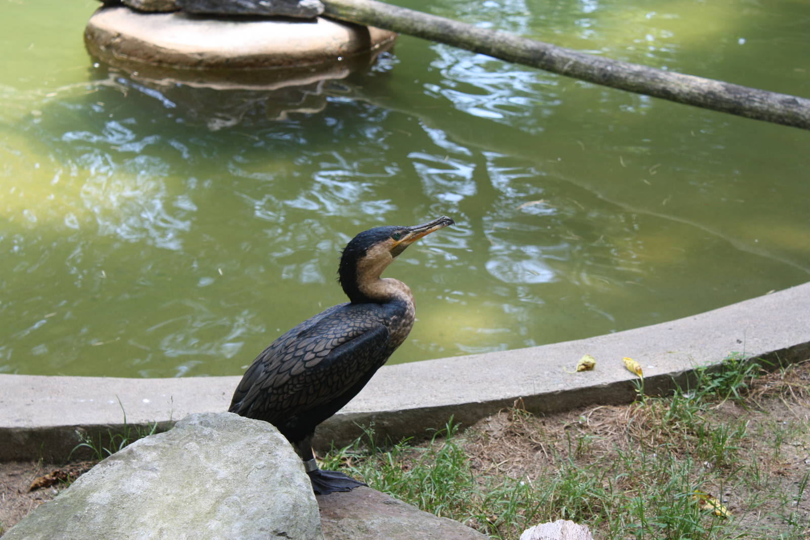 Tropical America- White-Breasted Cormorant