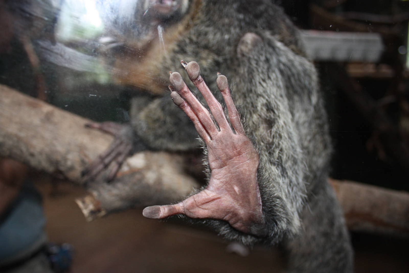 Tropical America- White-Faced Saki Foot